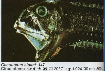 Chauliodus sloani